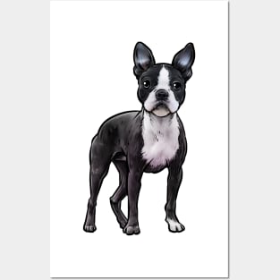 Boston Terrier Dog Posters and Art